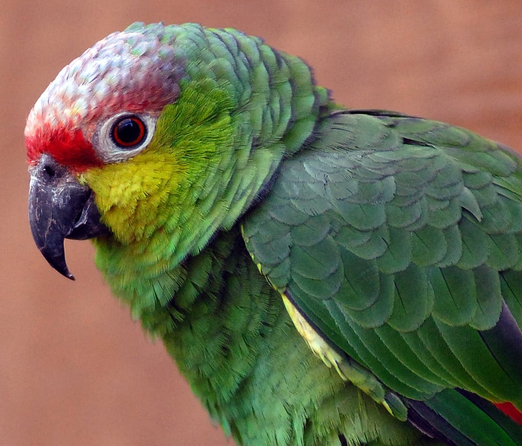 Lilacine Amazon Parrot