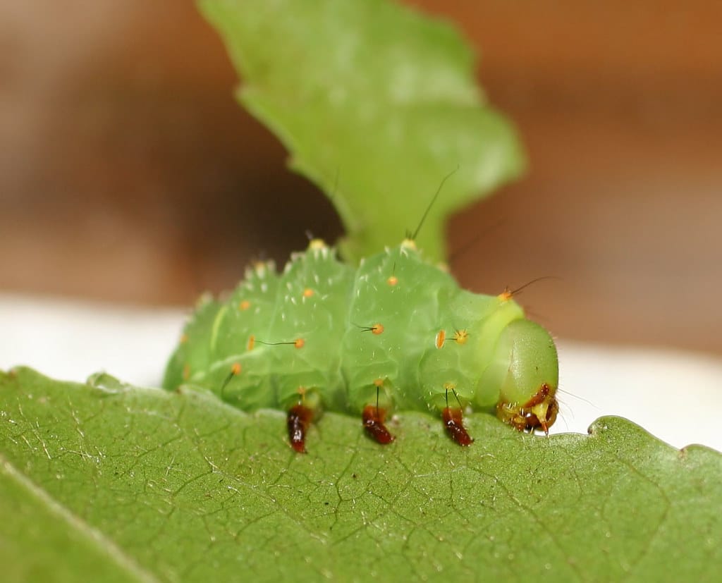 Luna Moth Caterpillar