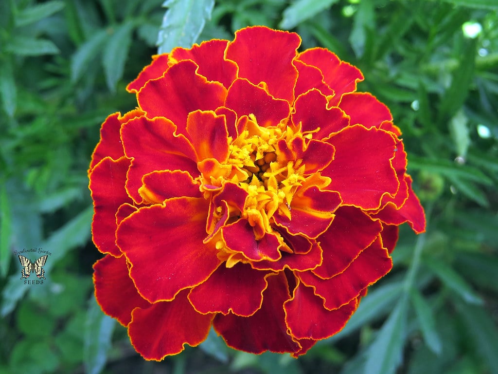 Marigold