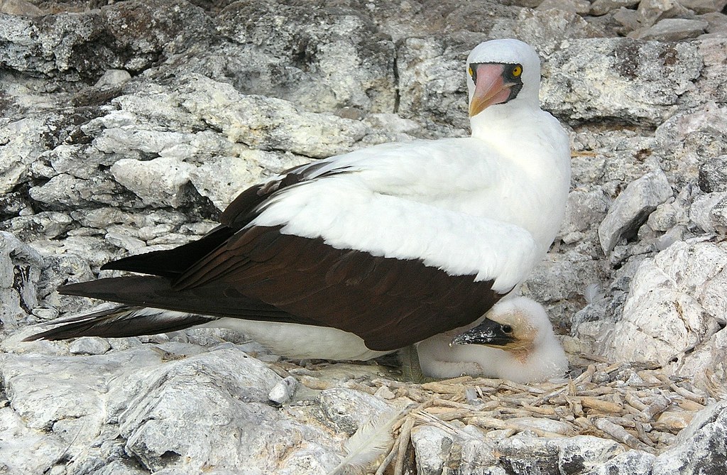 Masked Booby