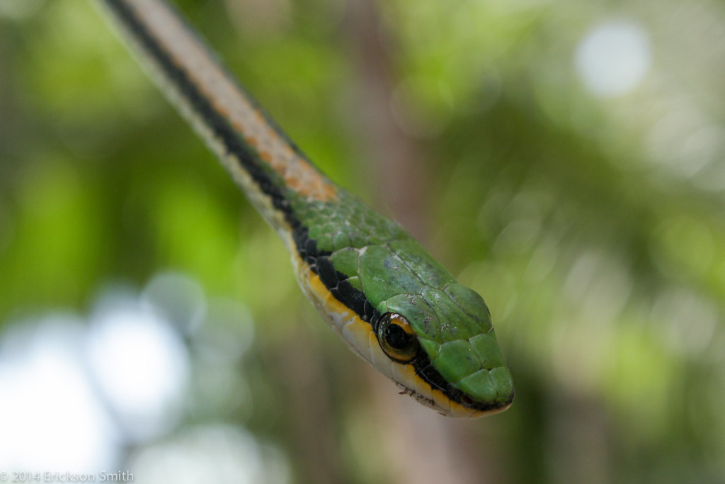 Mexican Parrot Snake