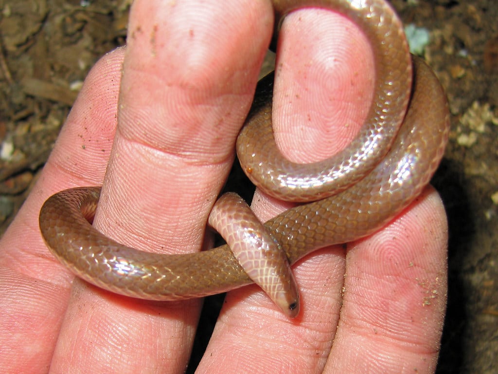Midwest Worm Snake