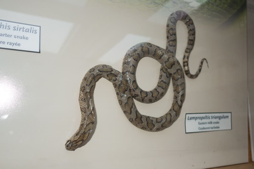 Milk Snake - Types of Snakes in Alabama