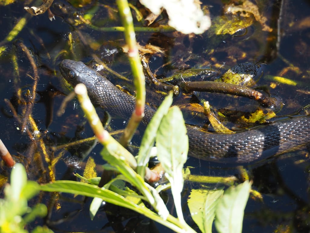 Mississippi Green Watersnake