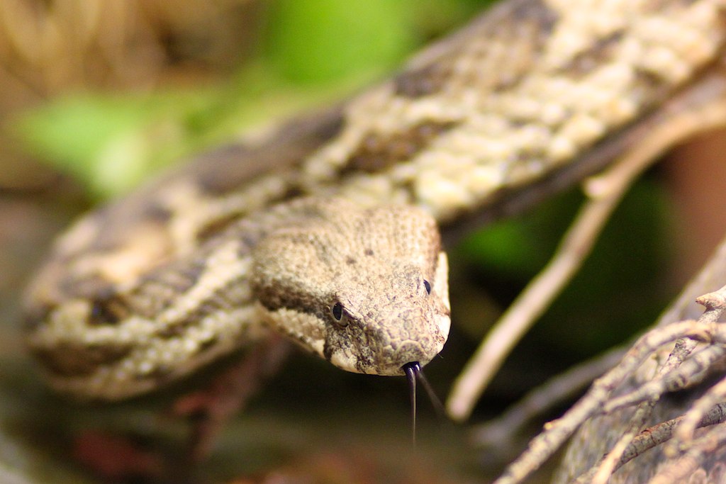 Moorish Viper
