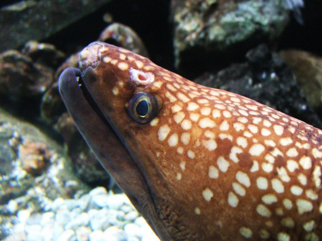 Moray Eel