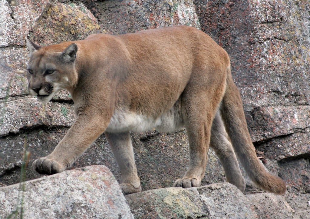 Mountain Lions