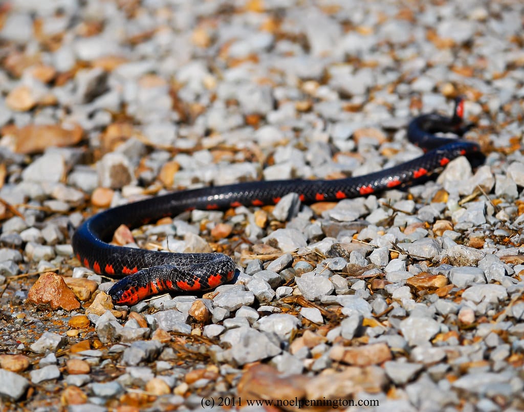 Mud Snake