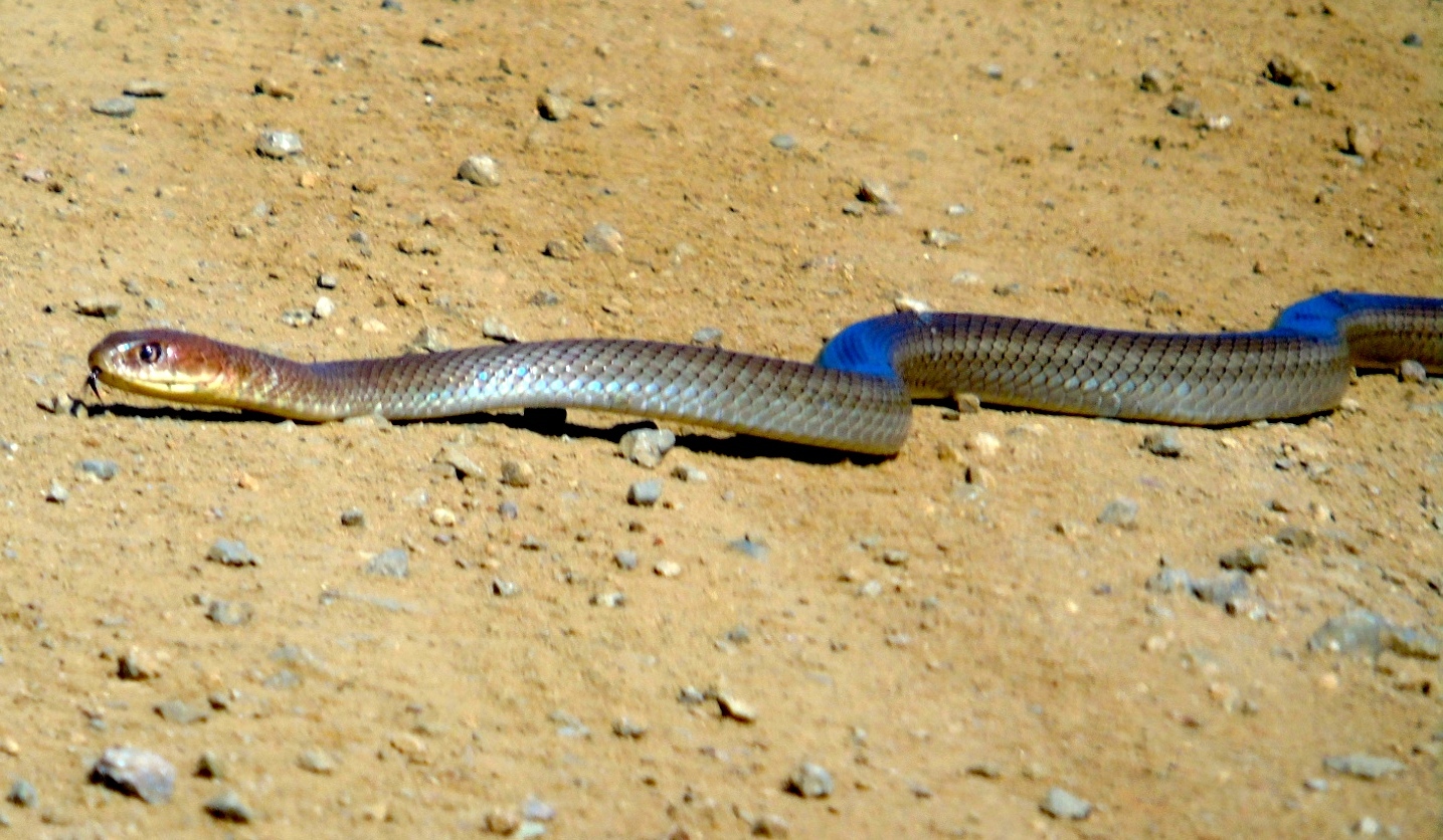 Neotropical Whip Snake - Types of Snakes in Costa Rica