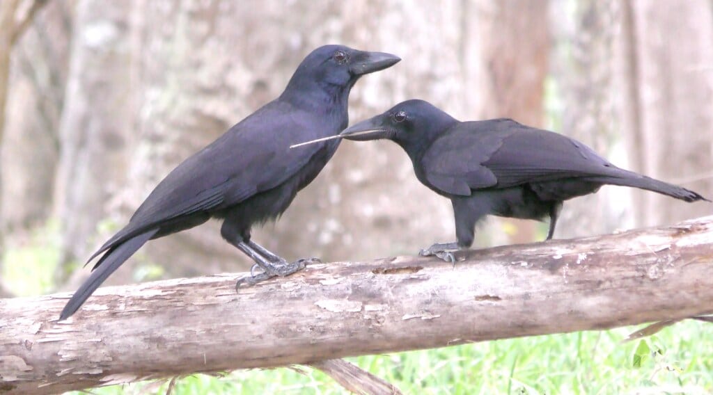 New Caledonian Crow