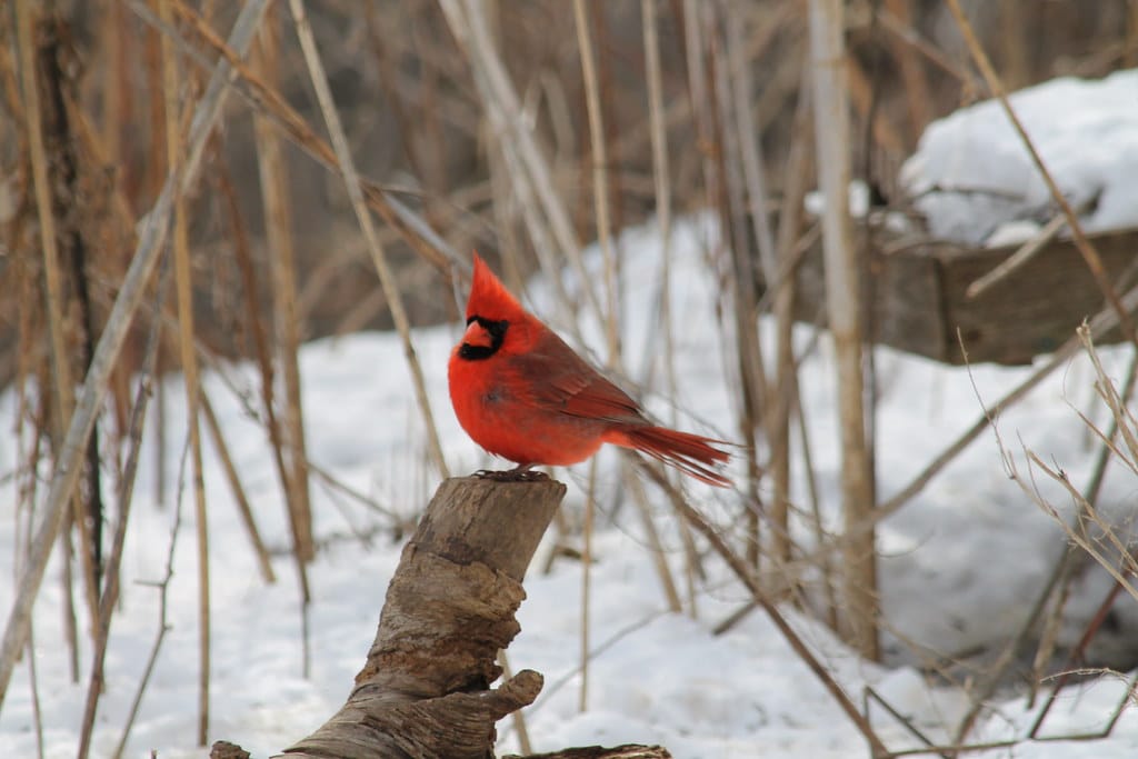 Northern Cardinal