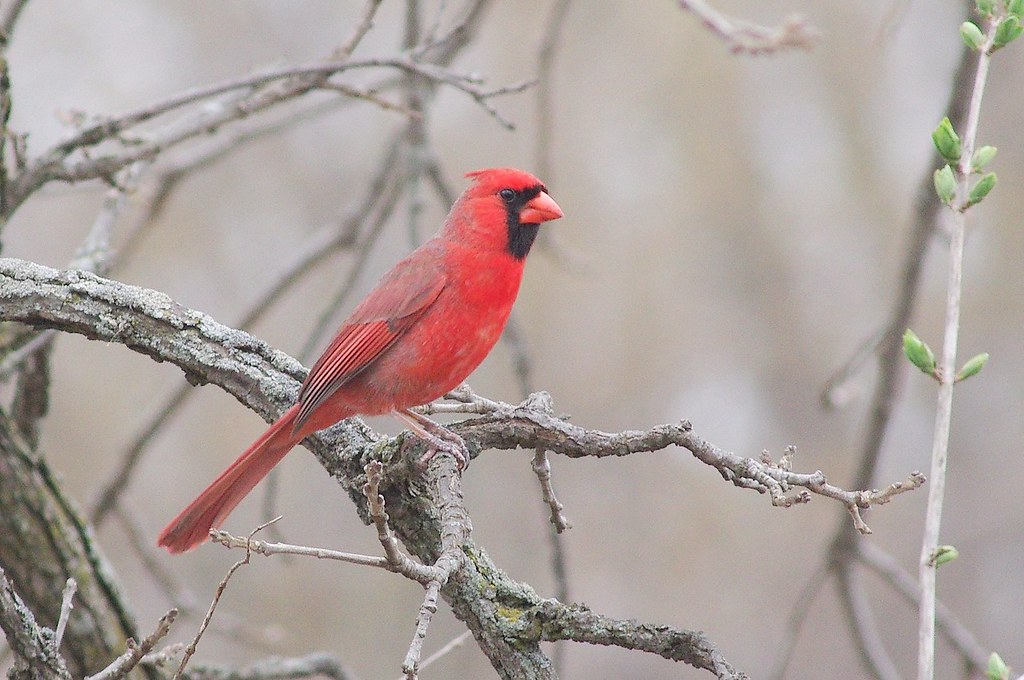 Northern Cardinal