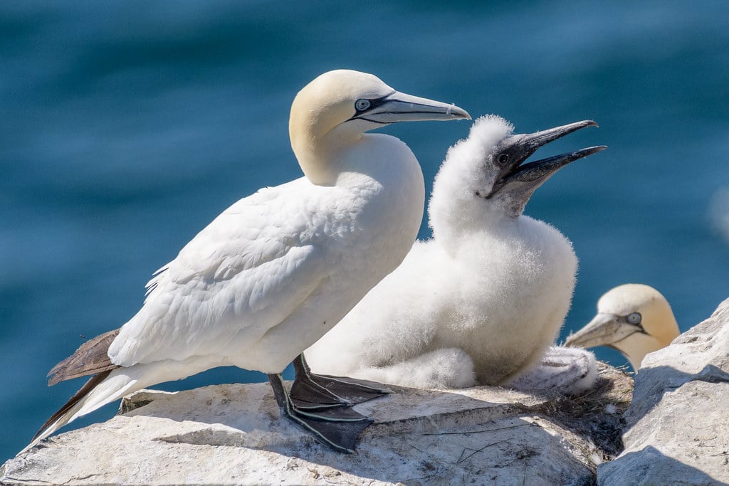 Northern Gannet