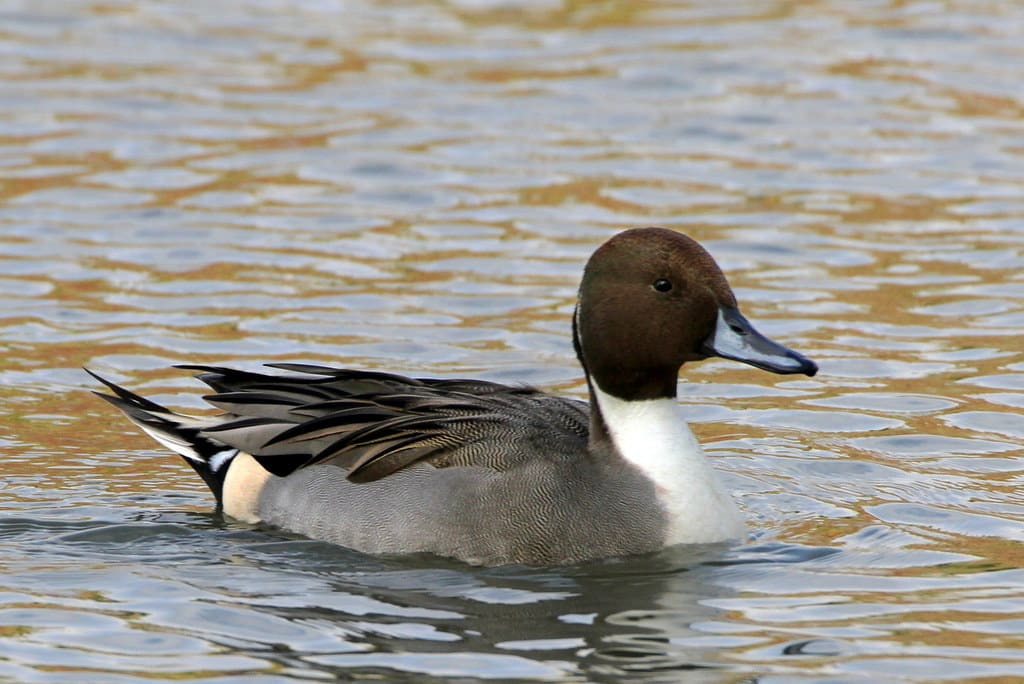 Northern Pintail - Different Types of Goose