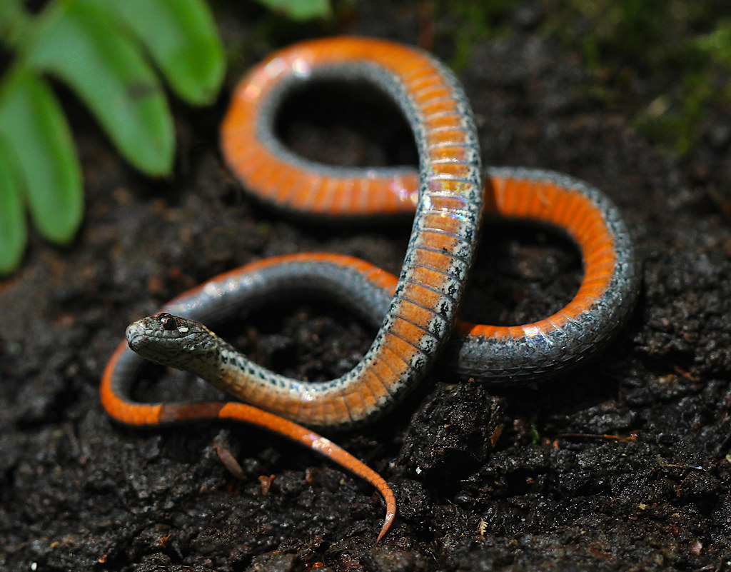Northern Redbelly Snake - types of snakes in connecticut