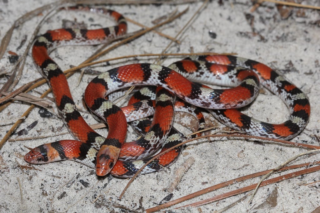 Northern Scarlet Snake - types of snakes in mississippi