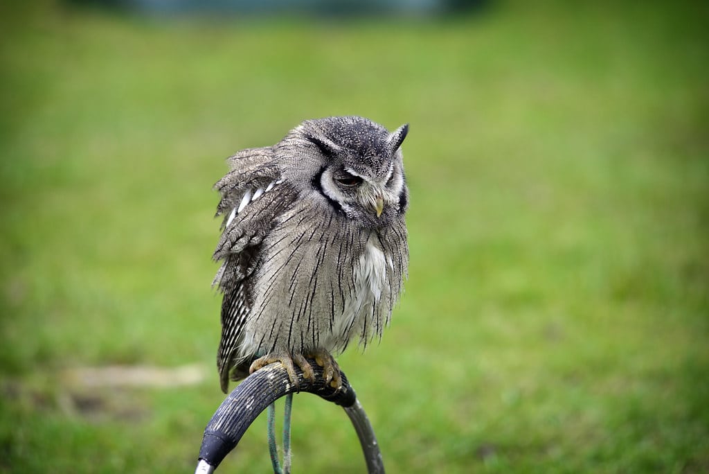 Northern White-faced Owl