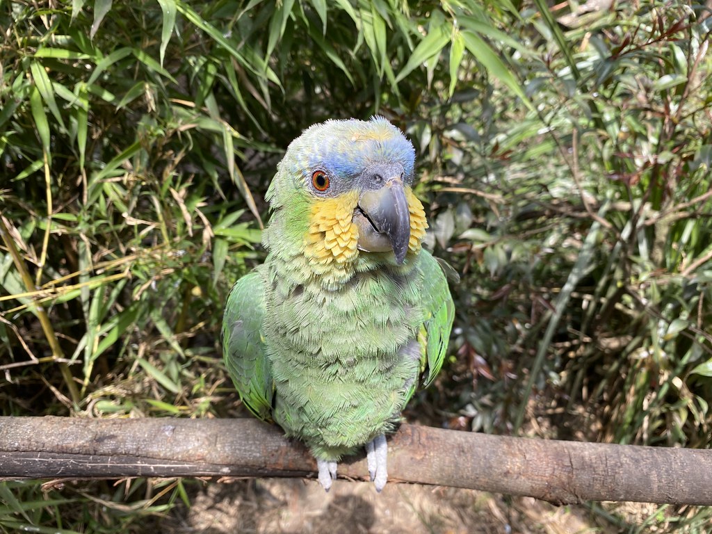 Orange Winged Amazon