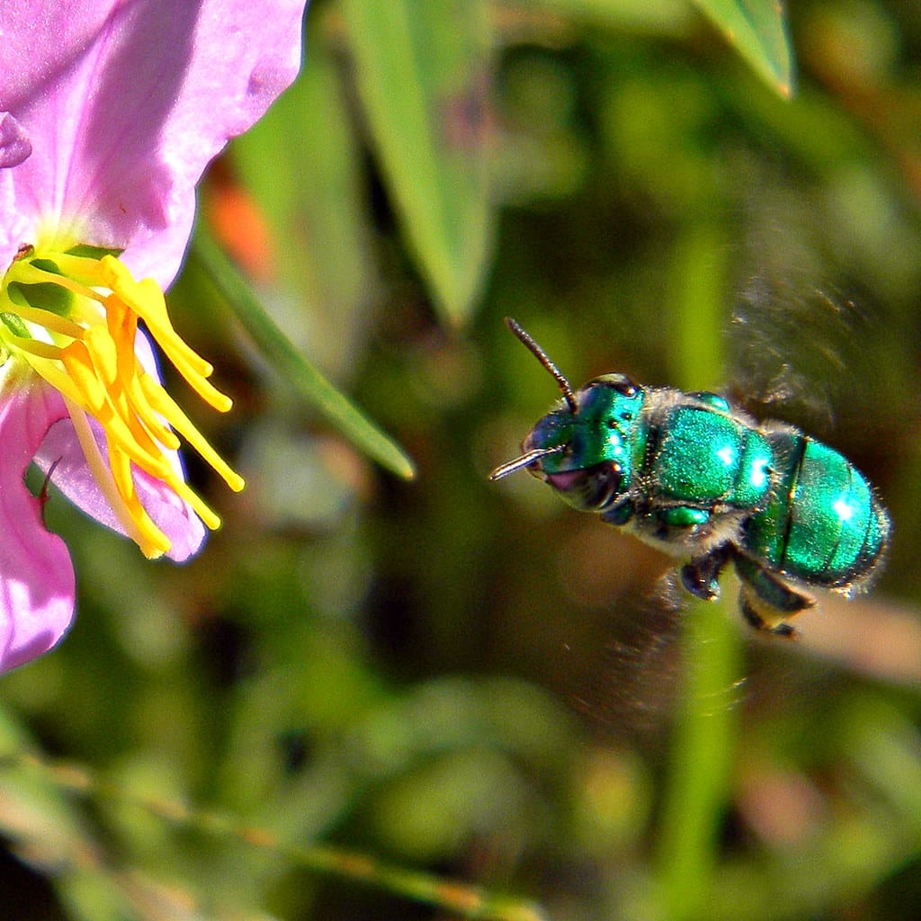 Orchid Bee