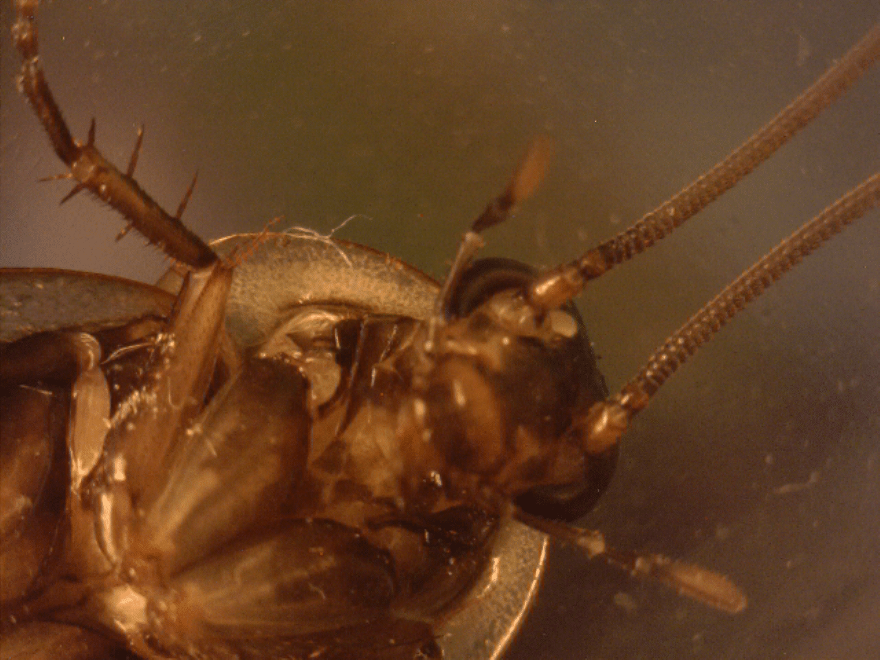 Pennsylvania Wood Cockroach