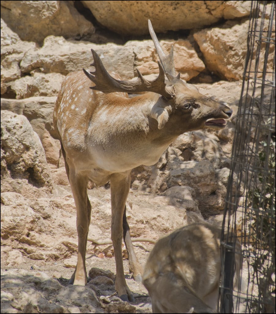 Persian Fallow Deer