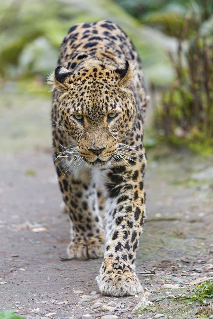 Persian Leopard