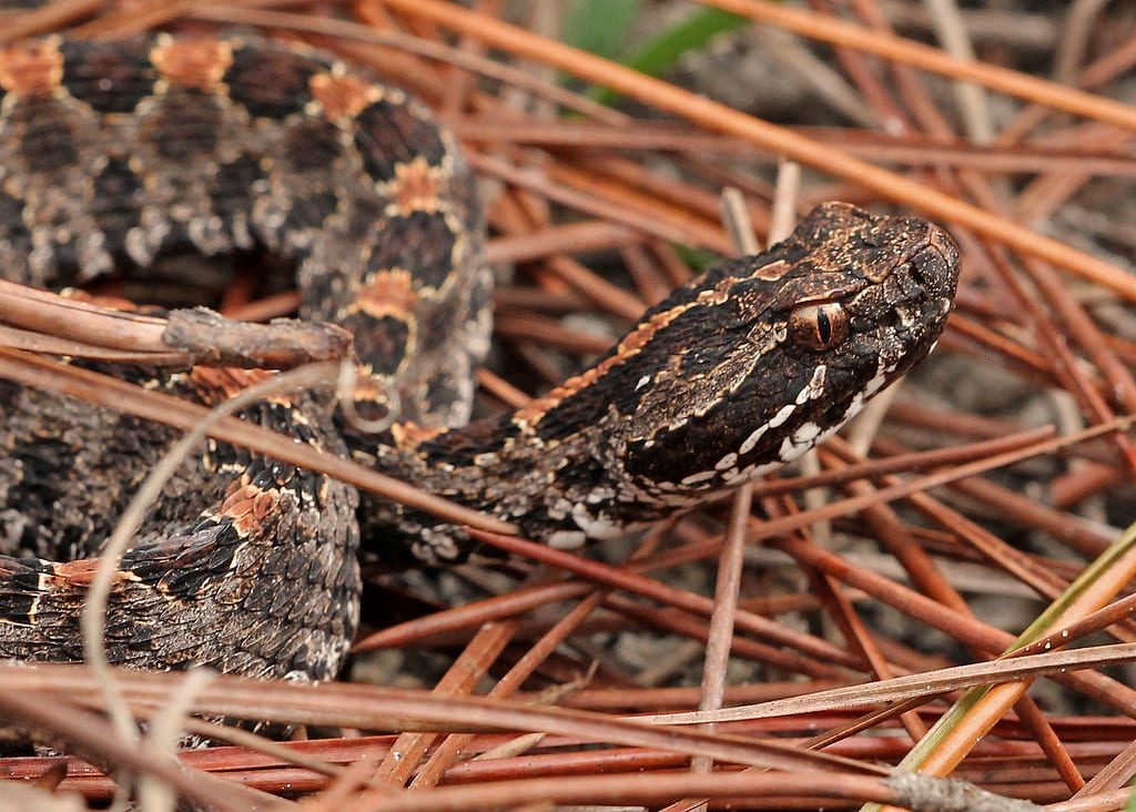Pigmy Rattlesnake - Types of Snakes in Alabama