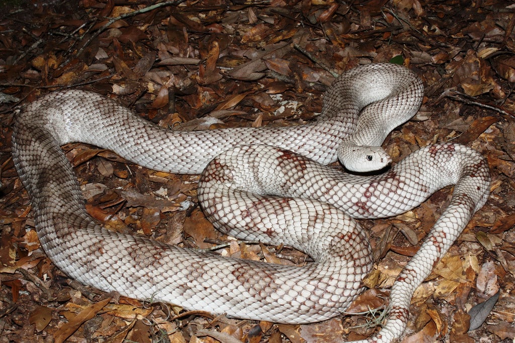 Pine Snake