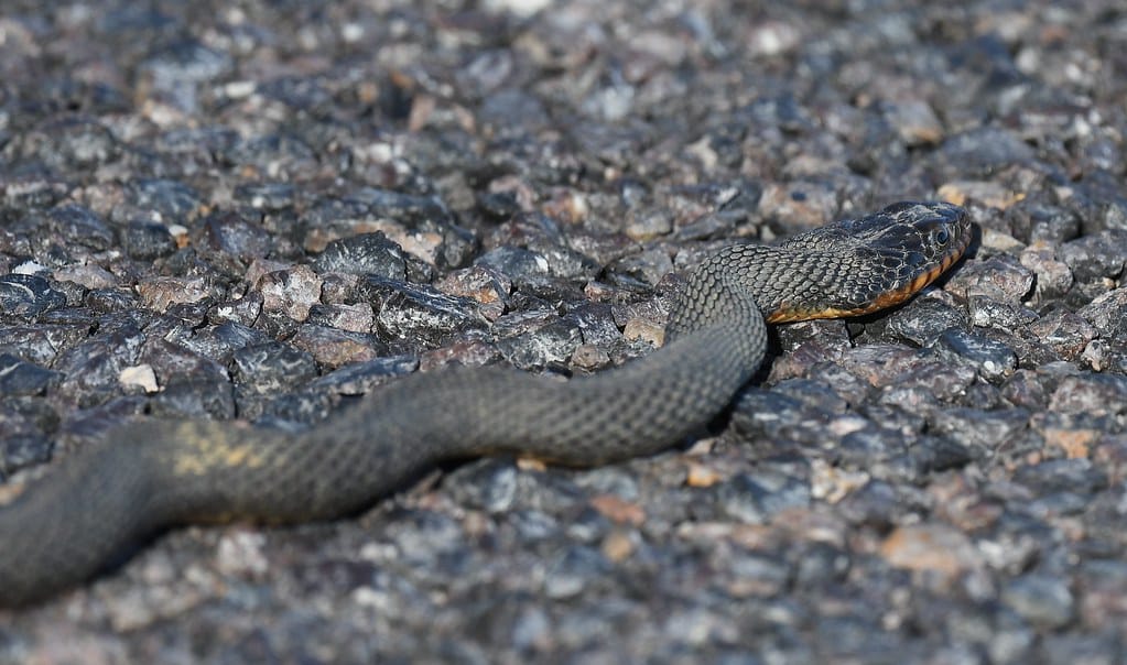 Plain-bellied Watersnake - Types of Snakes in Delaware