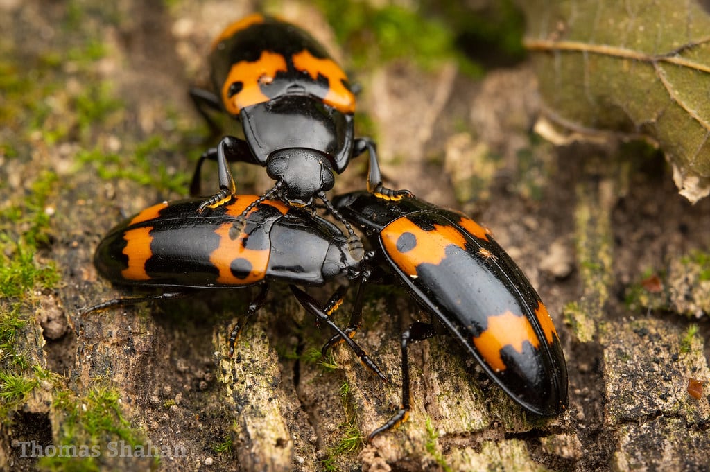 Pleasing Fungus Beetle