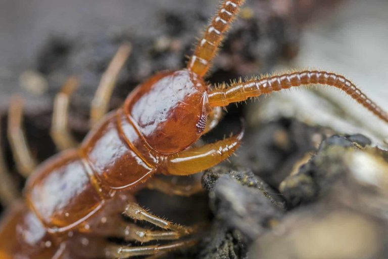 30 Most Poisonous Animals in Australia