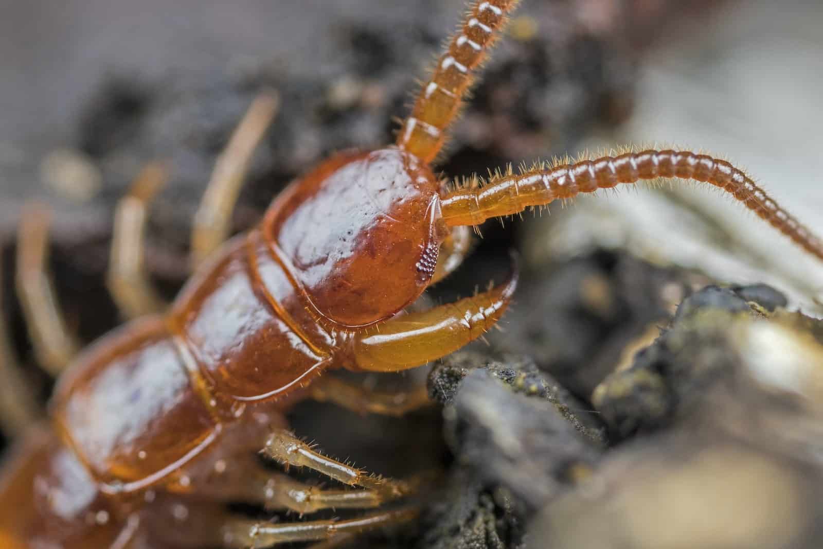 Poisonous Animals in Australia
