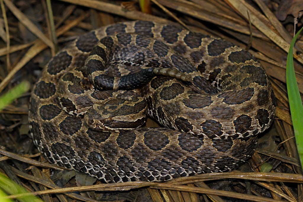 Prairie Rattlesnake