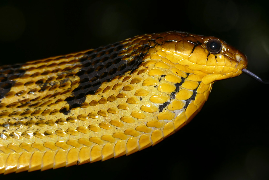 Puffing Snake - Types of Snakes in Costa Rica