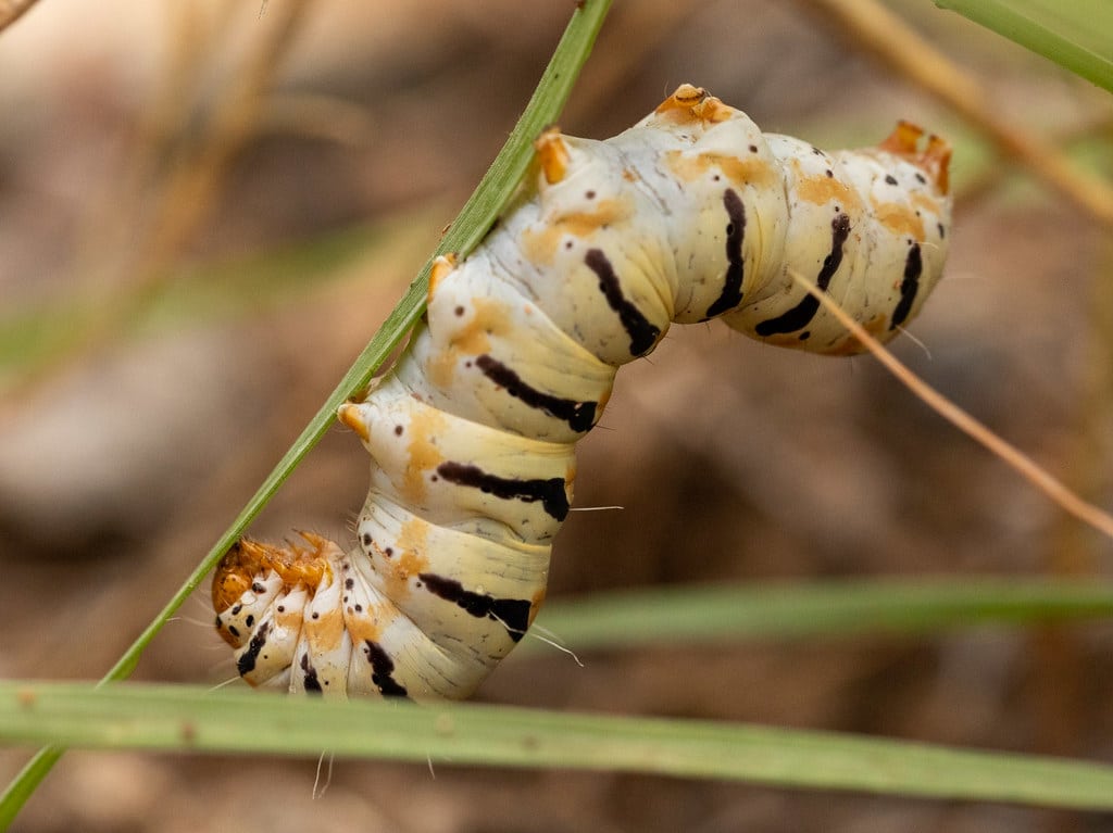 Purslane Caterpillar
