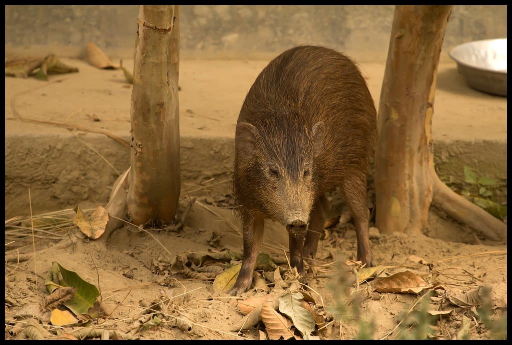 Pygmy Hog