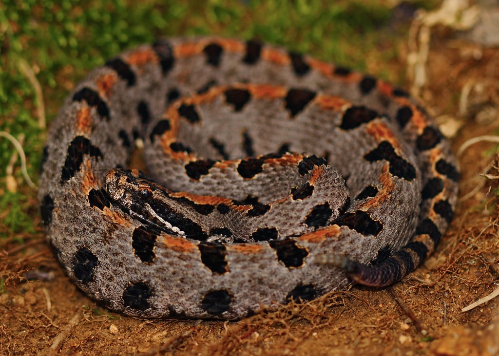 Pygmy Rattlesnake - Types of Snakes in Georgia