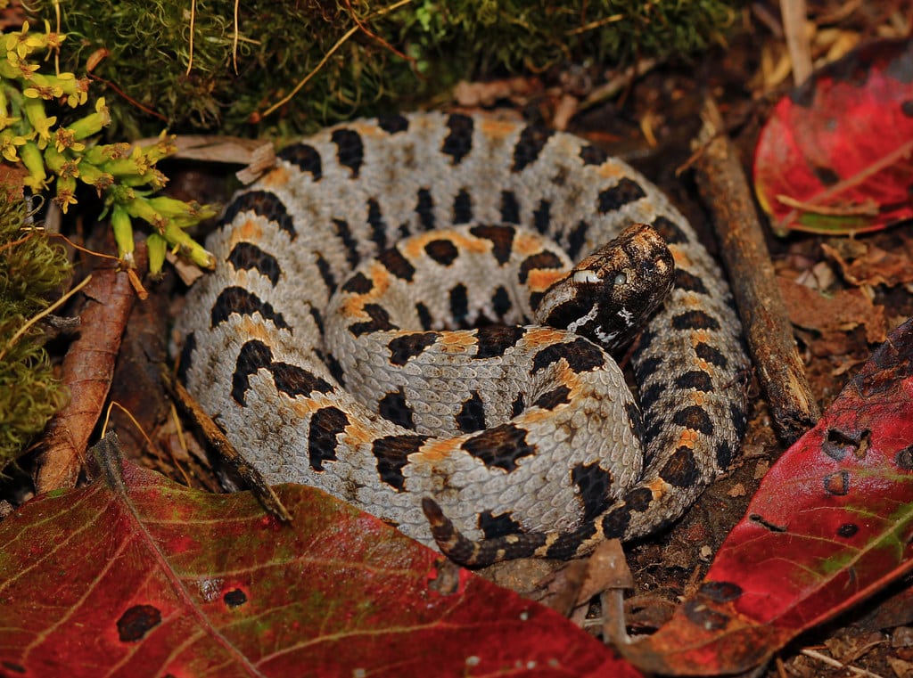 Pygmy Rattlesnake - types of snakes in south carolina