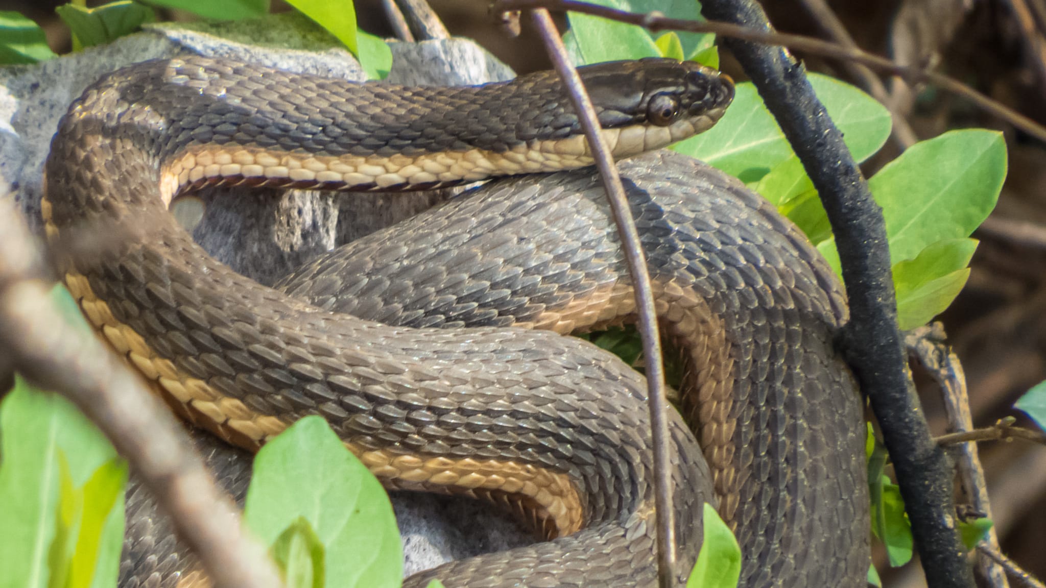 Queensnake - Types of Snakes in Delaware