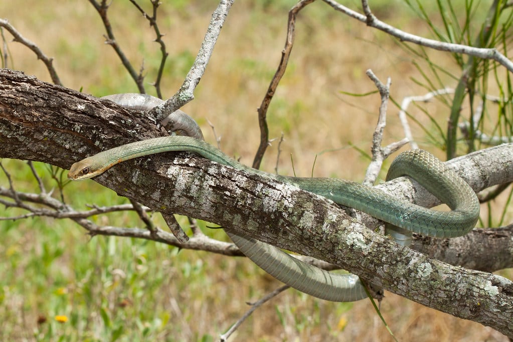 Racers and Whipsnake - Types of Snakes in Delaware