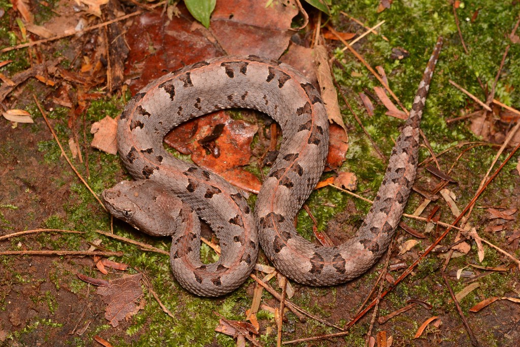 Rainforest Hog-nosed Viper - Types of Snakes in Costa Rica