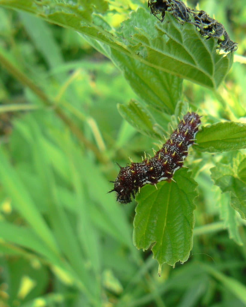 Red Admiral Butterfly Caterpillar