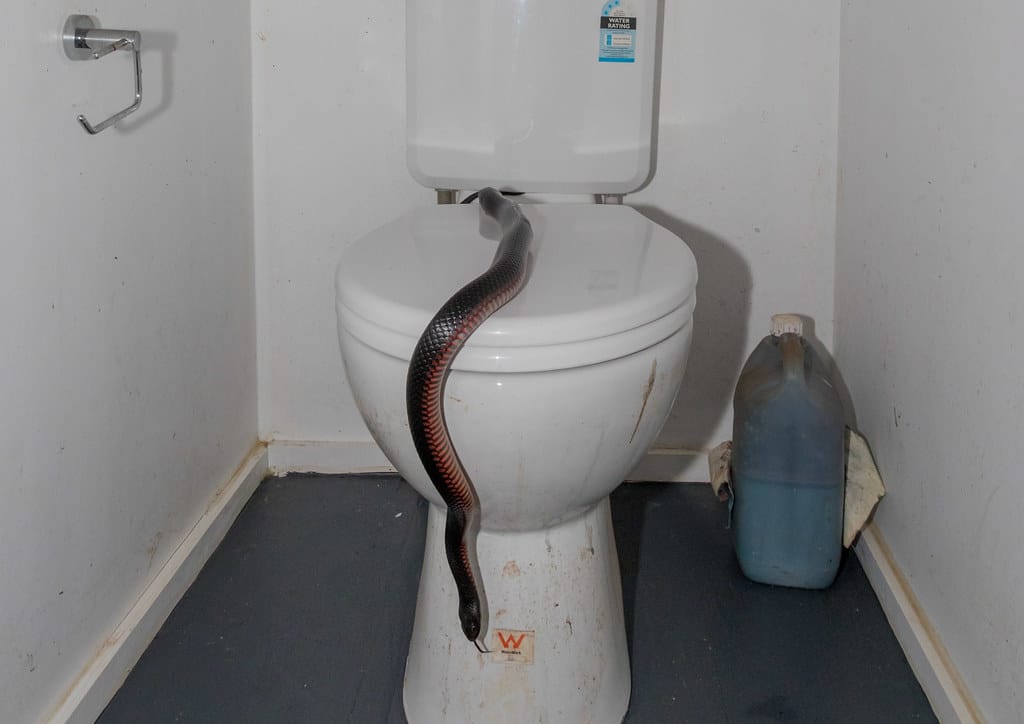 Red-Bellied Black Snake 