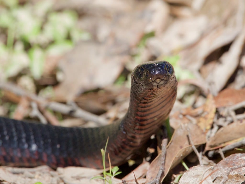 Red-bellied Snake - Types of Snakes in Delaware