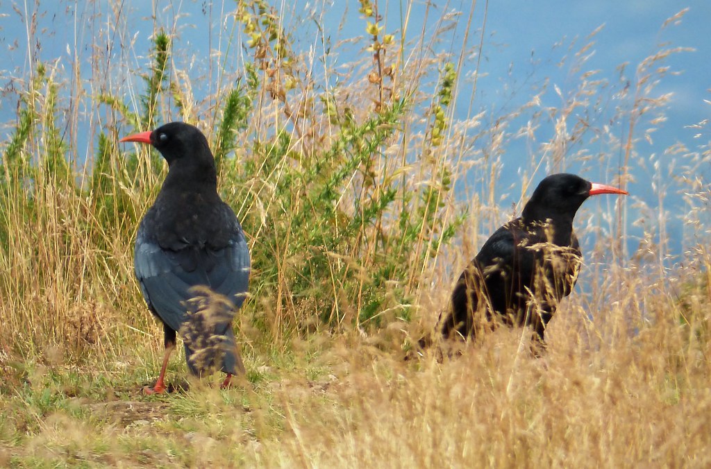 Red-Billed Chough