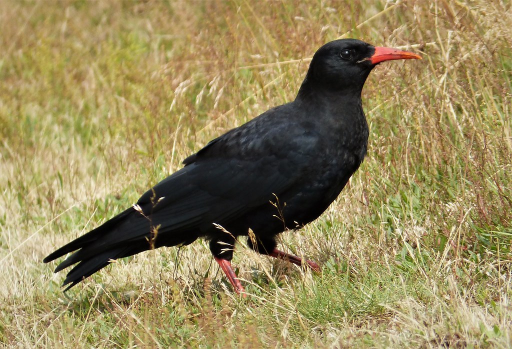 Red-billed Chough