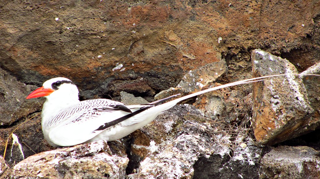 Red-billed Tropicbird