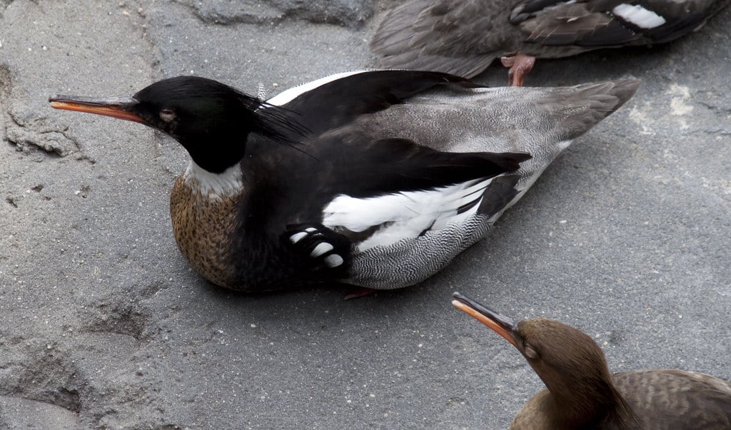 Red-breasted Merganser