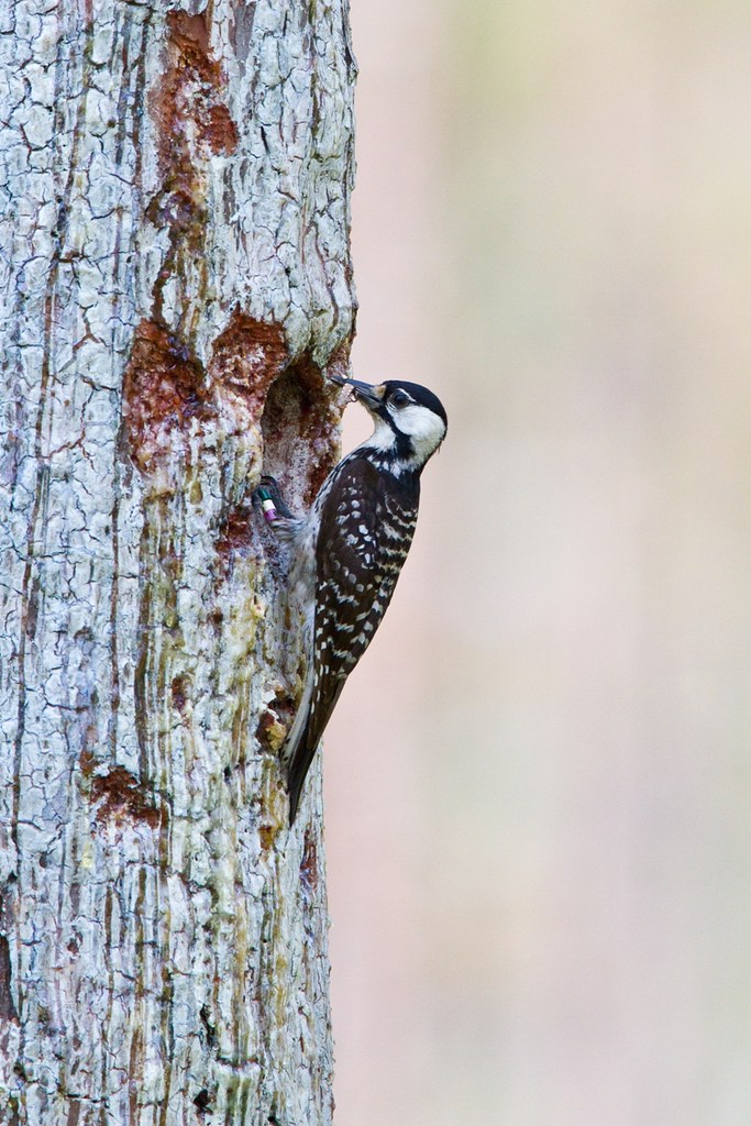 Red-Cockaded Woodpecker