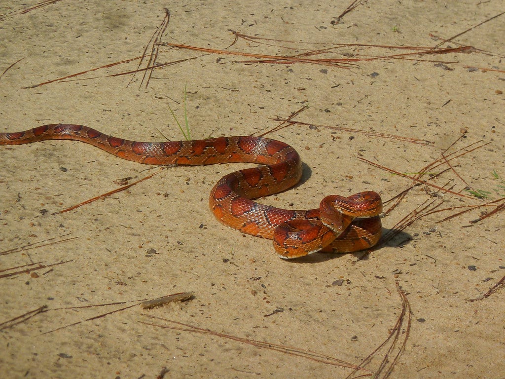 Red Corn Snake